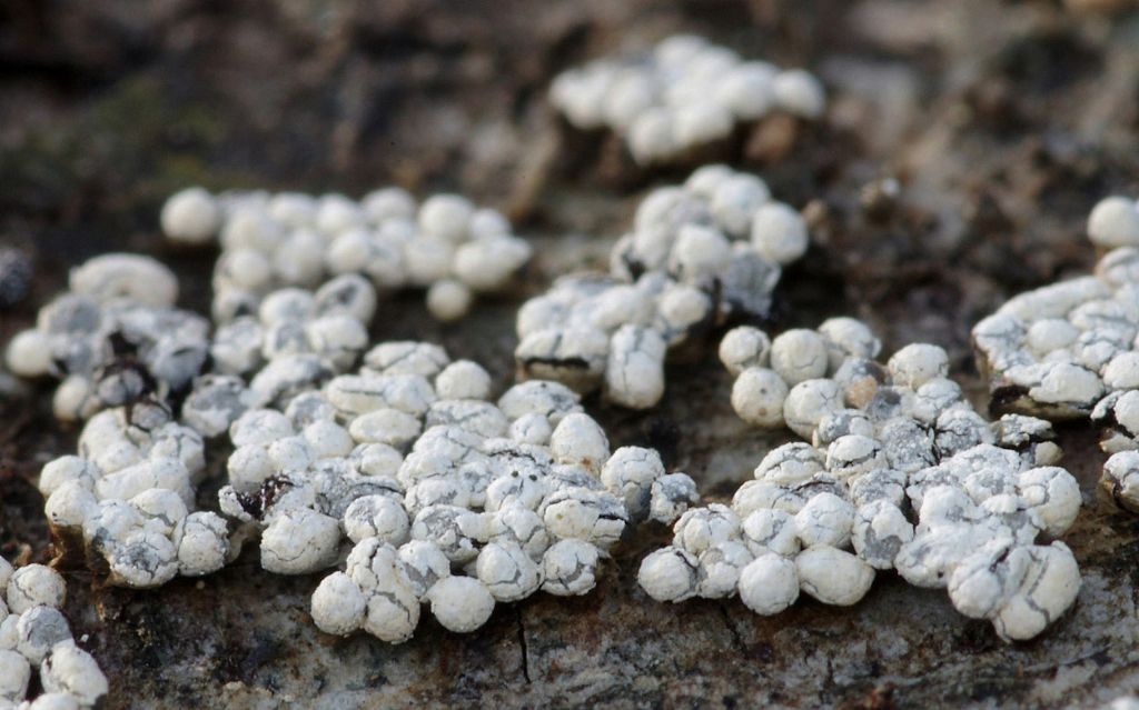 Physarum conglomeratum